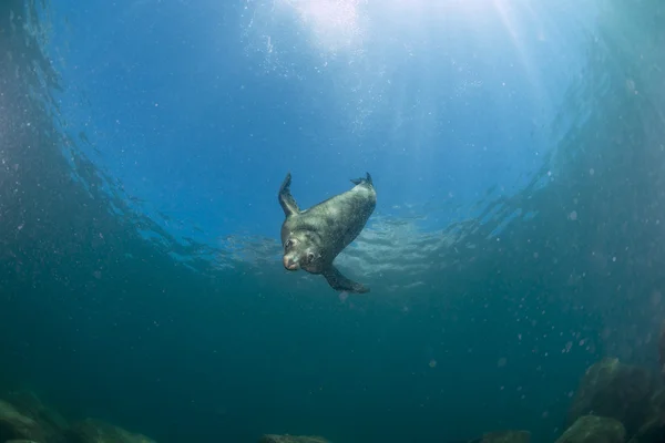 León marino bajo el agua mirándote — Foto de Stock