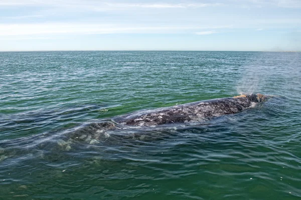 Ballena gris mientras sopla para respirar — Foto de Stock