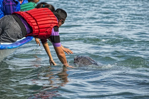 Grauwal nähert sich einem Boot — Stockfoto