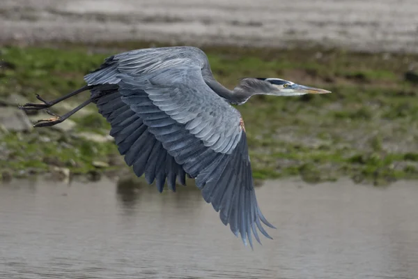 Mavi Siyah heron portre uçan süre — Stok fotoğraf