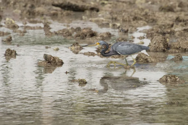 Porträt eines blauen schwarzen Reihers — Stockfoto