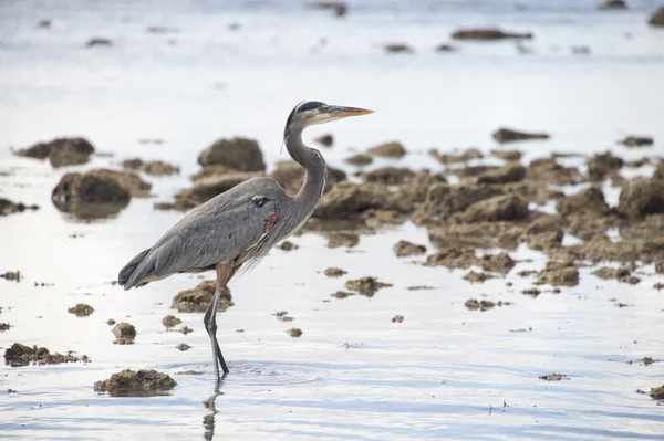 Blå svart heron porträtt — Stockfoto