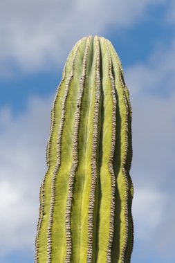 desert cactus in mexico clipart