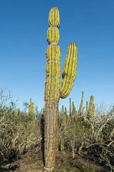 Кактус пустыни в Мексике — стоковое фото