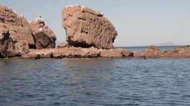 oynarken deniz aslanı mühür