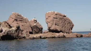 oynarken deniz aslanı mühür