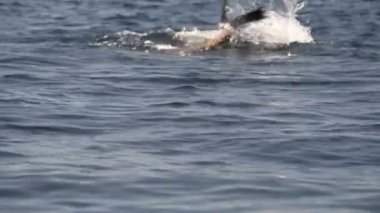 oynarken deniz aslanı mühür