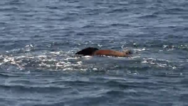 Морський лев ущільнення під час гри — стокове відео