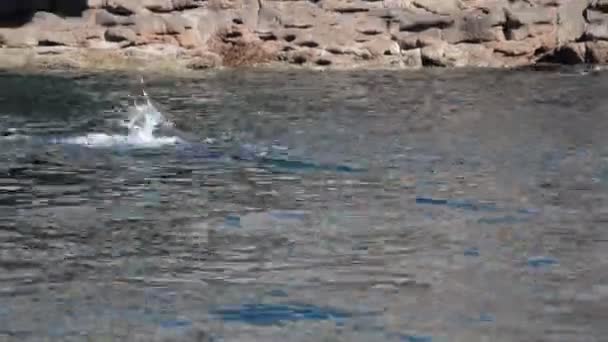Oynarken deniz aslanı mühür — Stok video