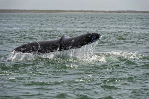 Cauda de baleia cinza descendo no oceano — Fotografia de Stock