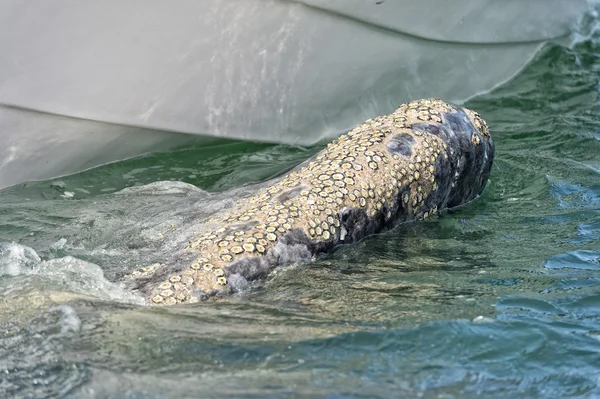 Взрослый серый кит приближается к лодке — стоковое фото