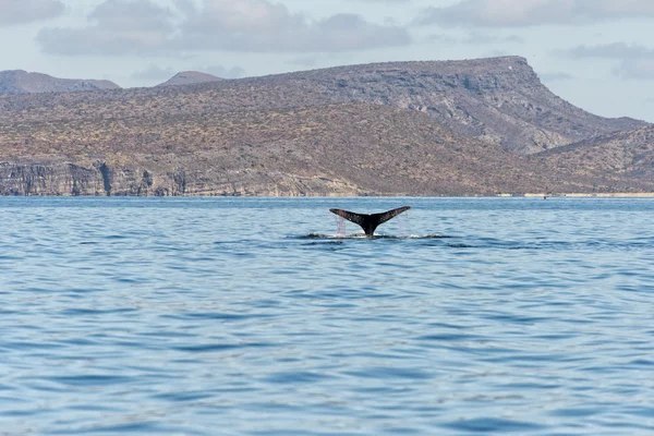 Хвост горбатого кита застрял в рыболовной сети — стоковое фото