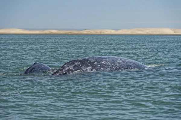 Szürke bálna anya és borjú — Stock Fotó