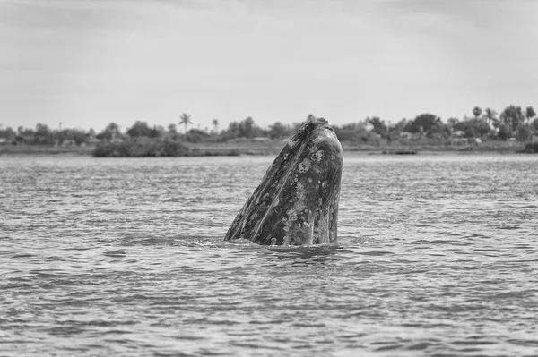Grijze walvis moeder neus omhoog in zwart-wit — Stockfoto