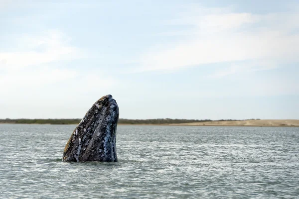 Baleine grise mère nez montant — Photo