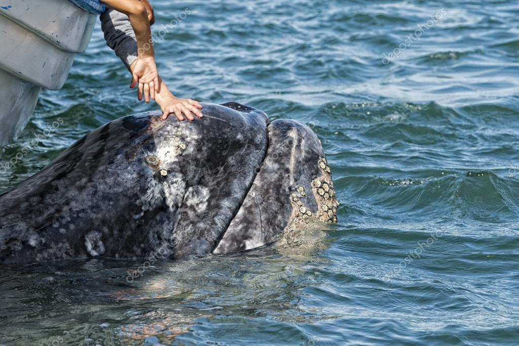 Grey whale approaching a boat — Stock Photo © izanbar 65032413