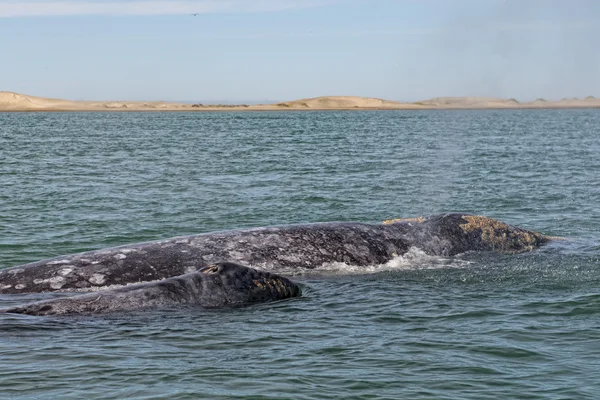 Madre de ballena gris y ternero — Foto de Stock