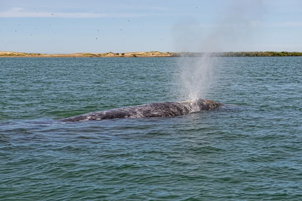 Baleine grise tout en soufflant pour respirer — Photo