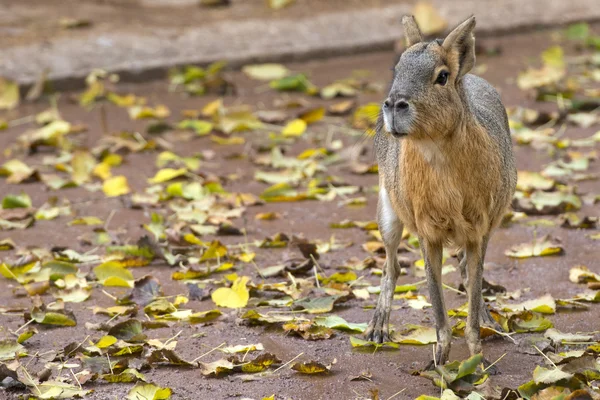 Capibara — Stockfoto