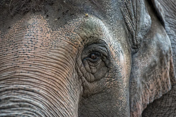 Ojo de elefante —  Fotos de Stock