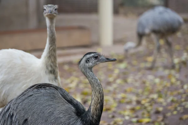 Ostrich portrait — Stock Photo, Image