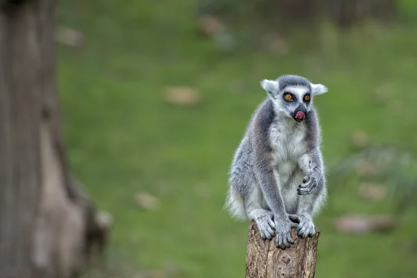Lemur aap terwijl op zoek naar jou — Stockfoto