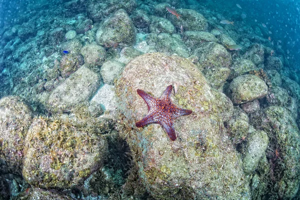 Seesterne in einem Riff bunte Unterwasserlandschaft — Stockfoto