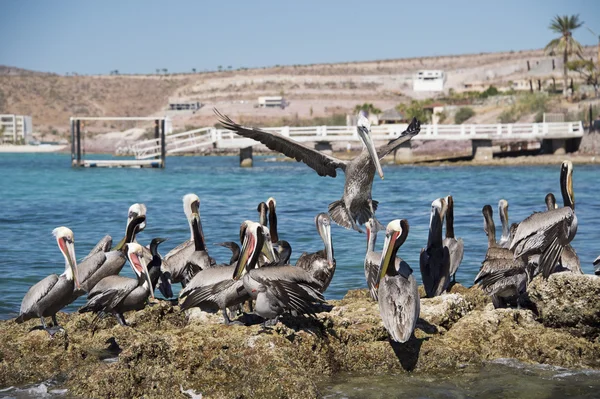 Pelican medan flygande — Stockfoto