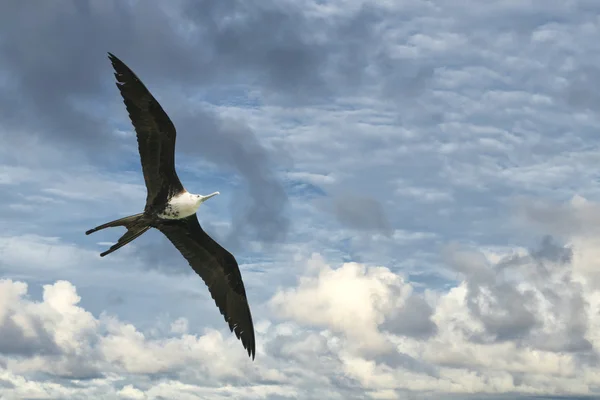 Fregat vogels — Stockfoto