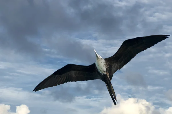 Pájaro frágil — Foto de Stock