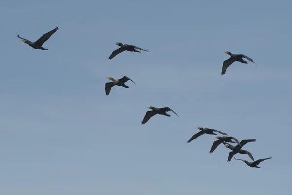 Aves cormoranes mientras vuelan —  Fotos de Stock