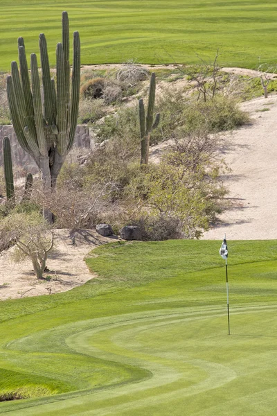 녹색 사막 골프 코스 — 스톡 사진