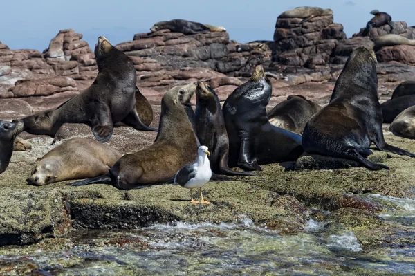 Lobo marino focas relajantes —  Fotos de Stock
