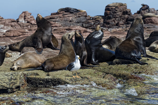 sea lion seals relaxing 