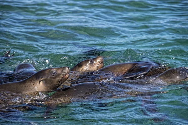 Seelöwenrobben spielen im Wasser — Stockfoto