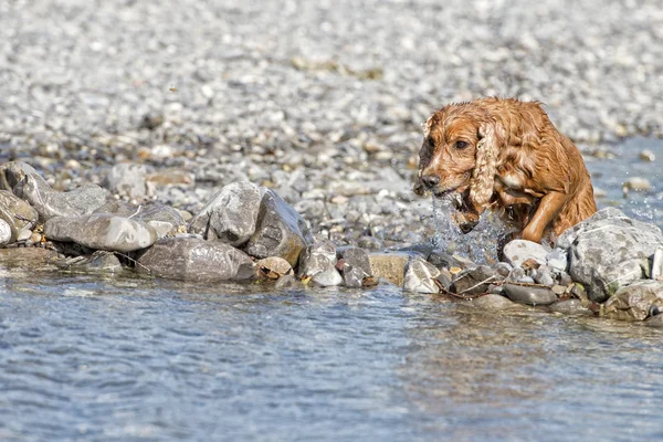 Happy Dog Inglês cocker spaniel enquanto corre para você — Fotografia de Stock