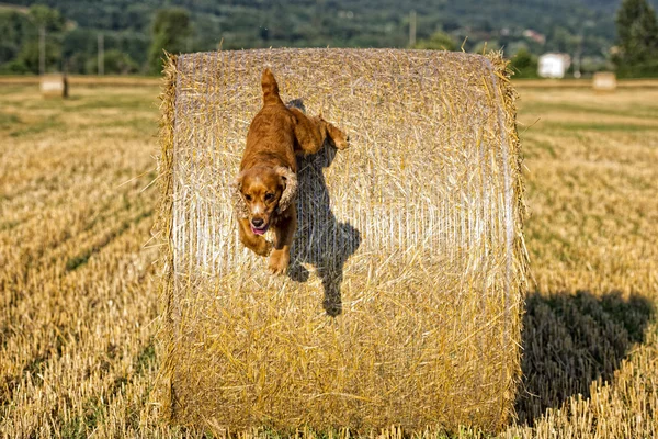 Felice cane inglese cocker spaniel durante la corsa a voi — Foto Stock