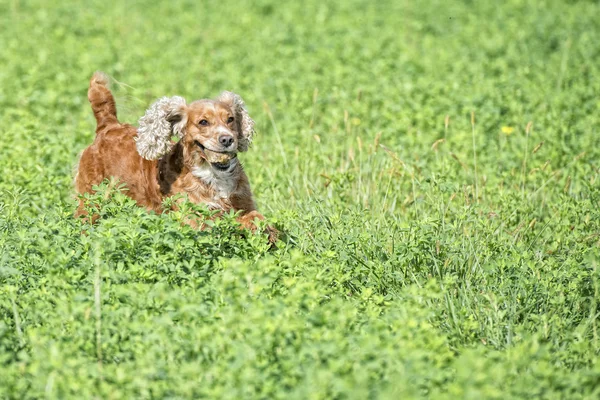 Cachorro perro cocker spaniel retrato — Foto de Stock