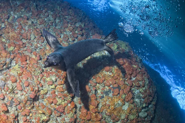 Cachorro león marino bajo el agua mirándote — Foto de Stock