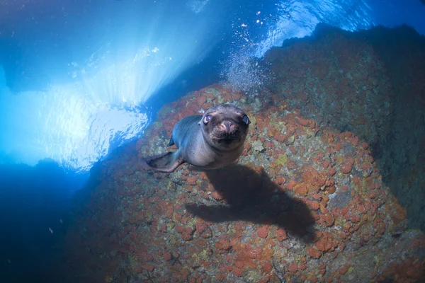 Cachorro león marino bajo el agua mirándote — Foto de Stock