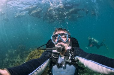 Fotoğrafçı dalgıç deniz aslanı aile sualtı yaklaşıyor 