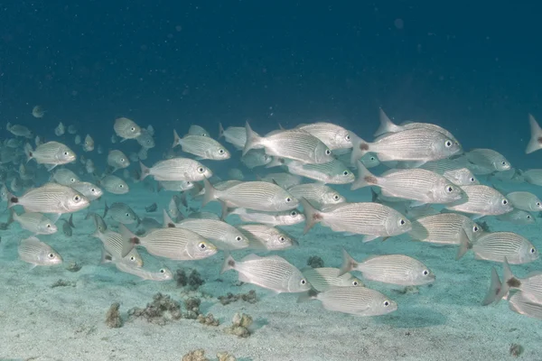 All'interno di una gigantesca palla di sardine in Messico — Foto Stock