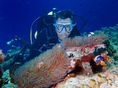 erkek dalgıç anemone palyaço balık