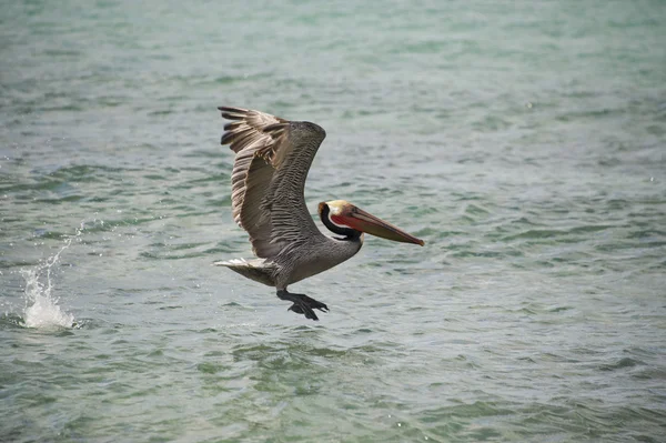 Pelicano enquanto voa — Fotografia de Stock