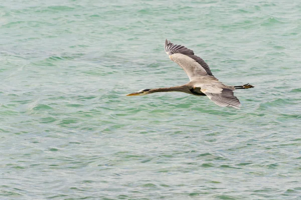 Blauschwarzer Reiher — Stockfoto