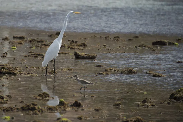 White egret heron portrait — Stock Photo, Image