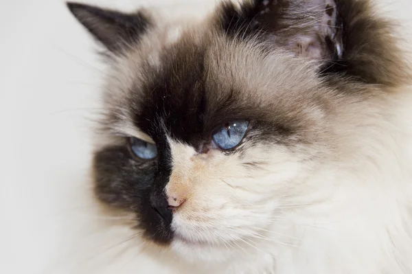 Ojos azules blanco y negro ragdoll gato retrato — Foto de Stock