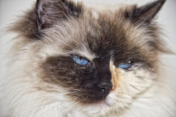 Ojos azules blanco y negro ragdoll gato retrato — Foto de Stock