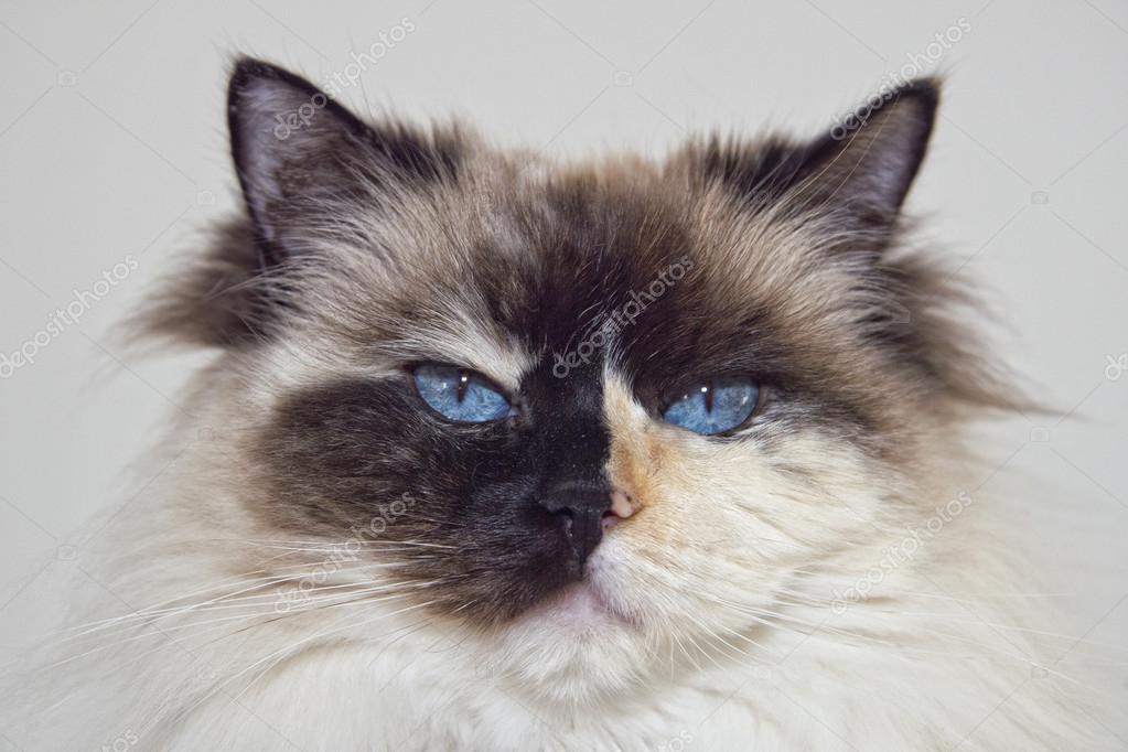 Portrait De Chat Ragdoll Noir Et Blanc Aux Yeux Bleus