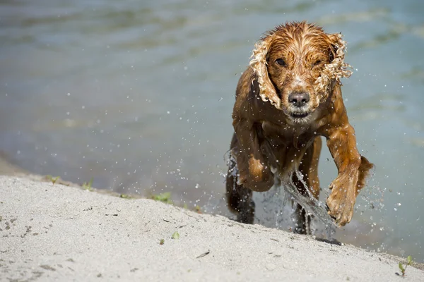 Glücklicher Hund englischer Cockerspaniel während er zu dir läuft — Stockfoto